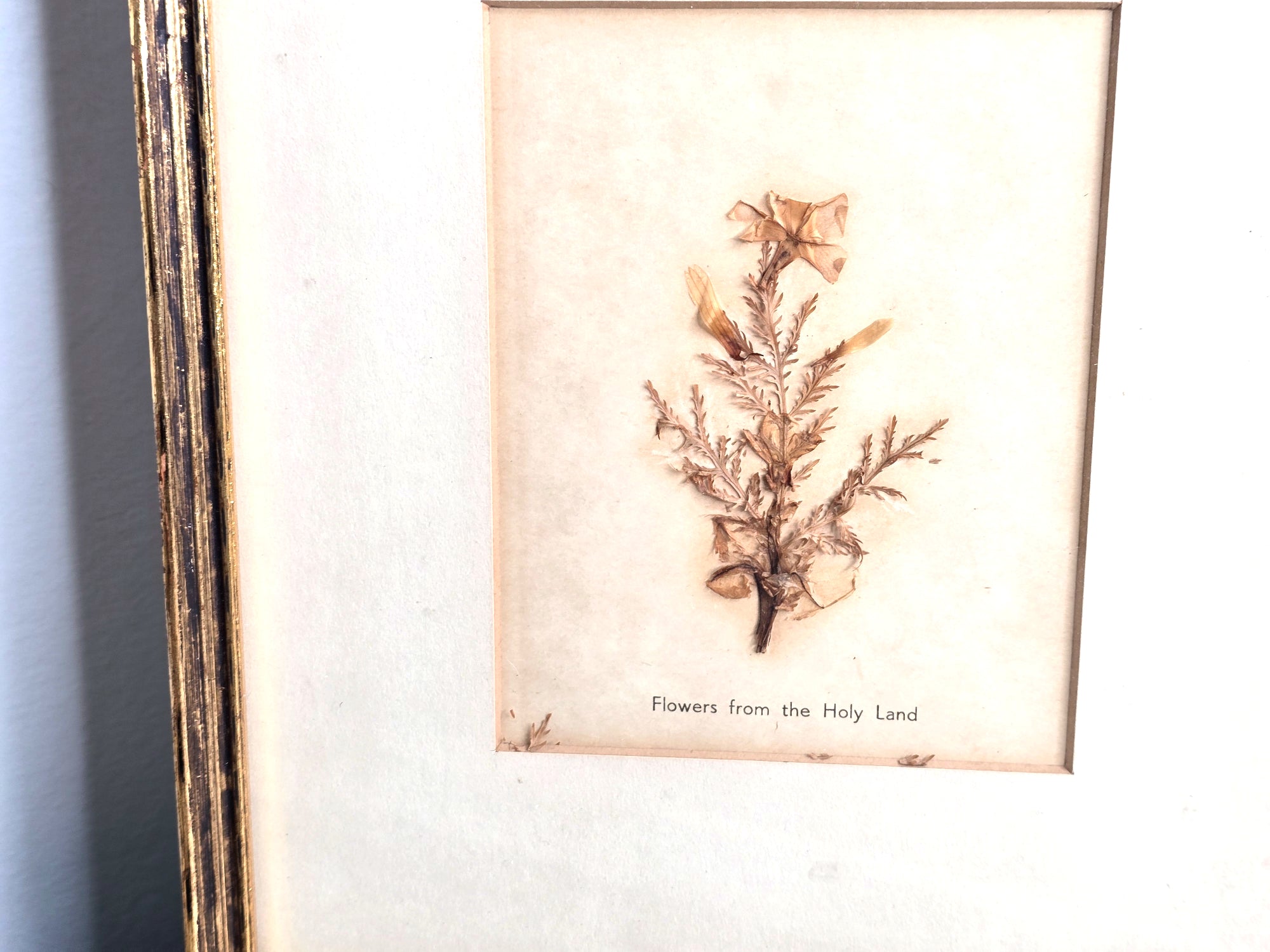 Flowers from the Holy Land 1950s Framed Pressed Flower Art