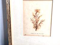 Flowers from the Holy Land 1950s Framed Pressed Flower Art