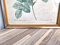 Pierre Joseph Redoute Art Damascene Rose - Very Rare Print