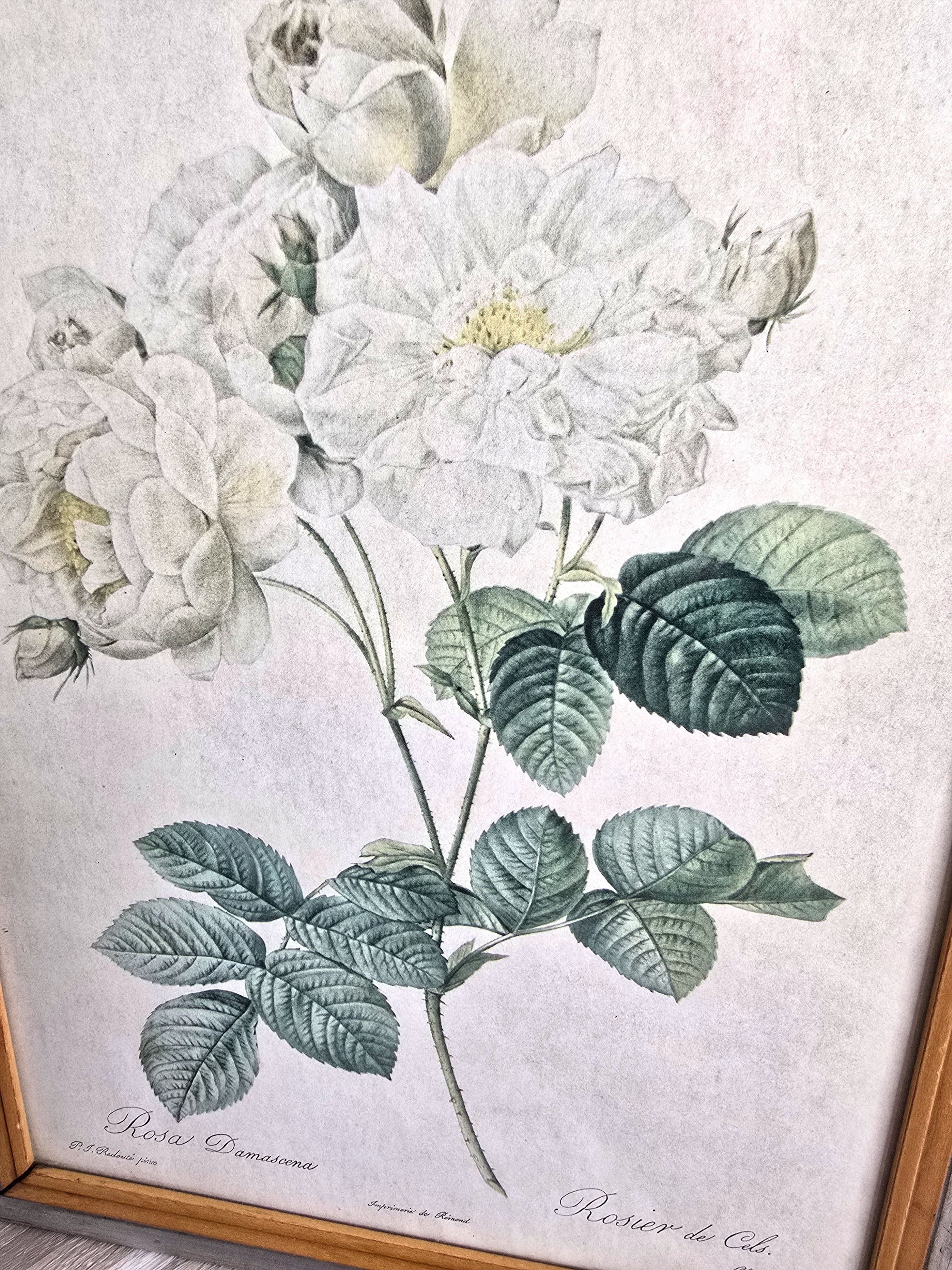 Pierre Joseph Redoute Art Damascene Rose - Very Rare Print