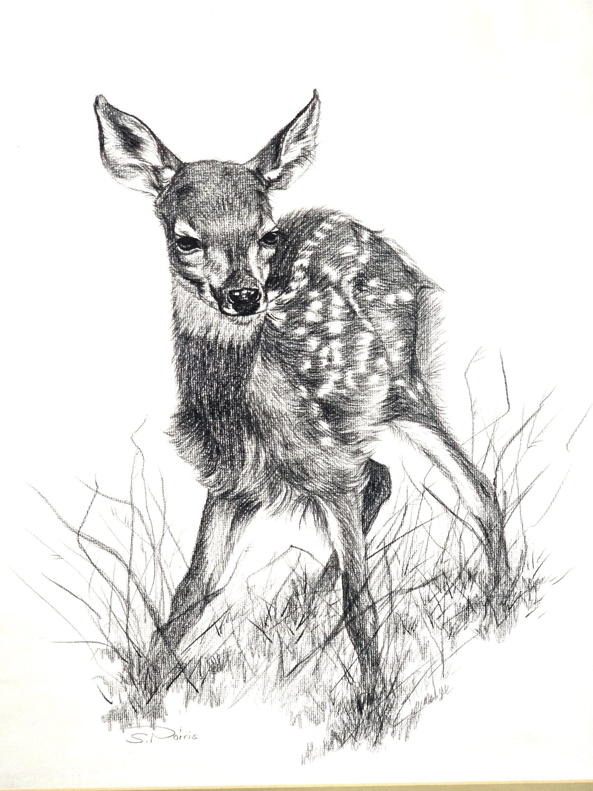 Fawn Artist Sketch Signed in Pencil