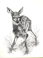 Fawn Artist Sketch Signed in Pencil