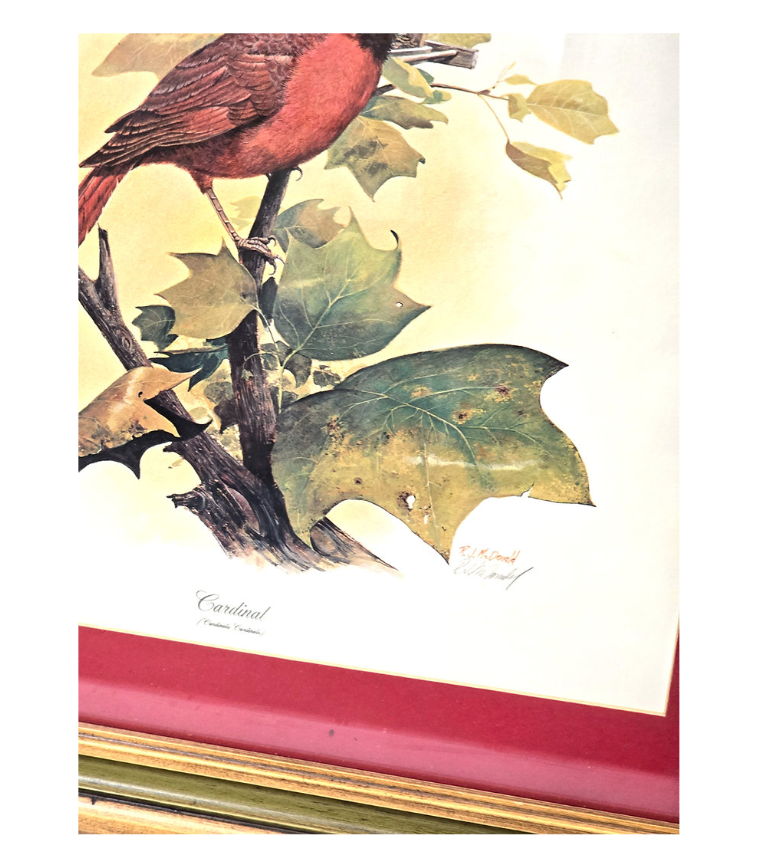 R J McDonald Red Cardinal Bird Signed Print Matted Framed