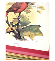 R J McDonald Red Cardinal Bird Signed Print Matted Framed